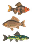 3 Fische Tattoos