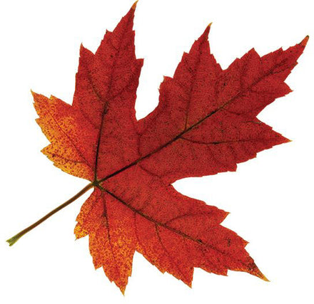 Fall Maple Leaf Tattoo