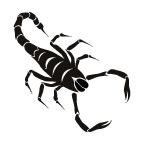 Scorpion Noir Tattoo