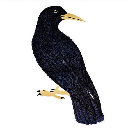 Golden Crow - Tattoonie