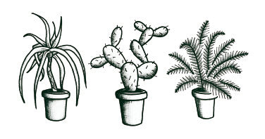 Plantes d'Intérieur - Tattoonie