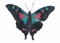 Einzelne Monarch-Schmetterling Tattoo