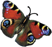 Tagpfauenaugen Schmetterling Tattoo