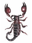 Realistischer Skorpion Tattoo