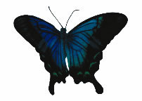 Tiefblauen Schmetterling Tattoo