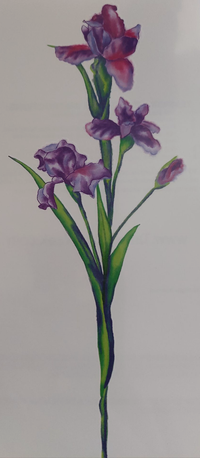 Aquarell Iris Temporäres Tattoo