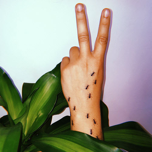 Ants - Tattoonie (4 tattoos)