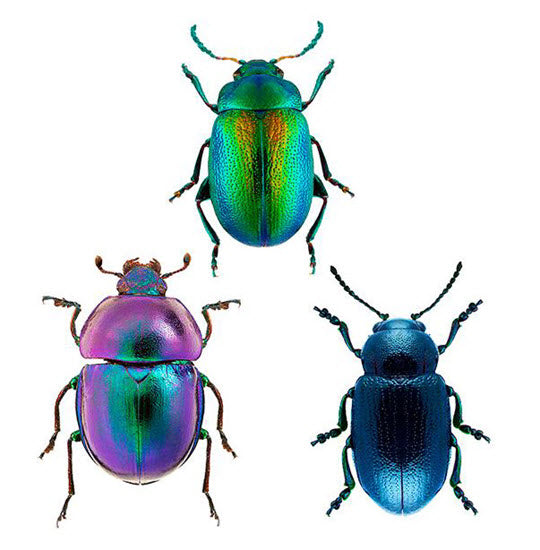 Beetles - Tattoonie