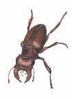 Brown Beetle Tattoo
