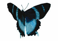 Butterfly Blue Stripes Tattoo