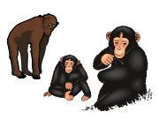 Chimpanzés Tattoos
