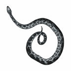 Serpent Enroulé Petit Tattoo
