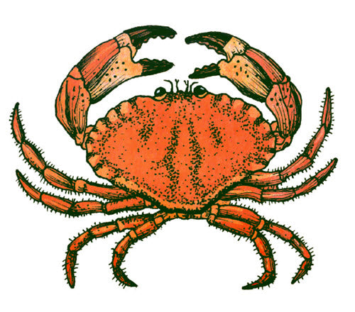 Crab - Tattoonie