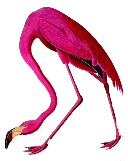 Tatuagem Flamingo