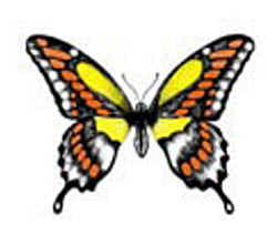Flutter Butterfly Tattoo