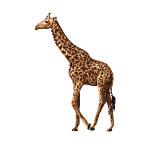 Tatuagem Pequena Girafa
