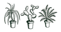 Plantes d'Intérieur - Tattoonie