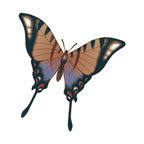 Tatuaggio Glitter Di Farfalla Monarca
