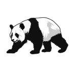 Tatuaggio Di Panda