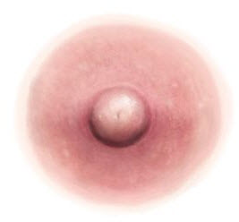 Pink Nipple Temporary Tattoo (S)