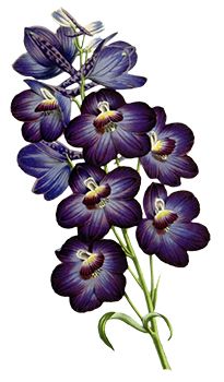 Lila Orchideen Tattoo