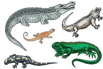 Tatuaje Reptiles Conjunto (5 Tatuajes)