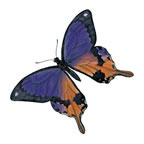 Papillon Bleu Marron Tattoo
