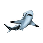 Small White Shark Tattoo