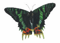Papillon Vert & Orange Tattoo