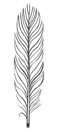 Sketch Feather Tattoo
