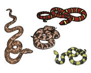 Slangen Tattoos