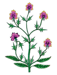 Voynich Plant - Tattoonie